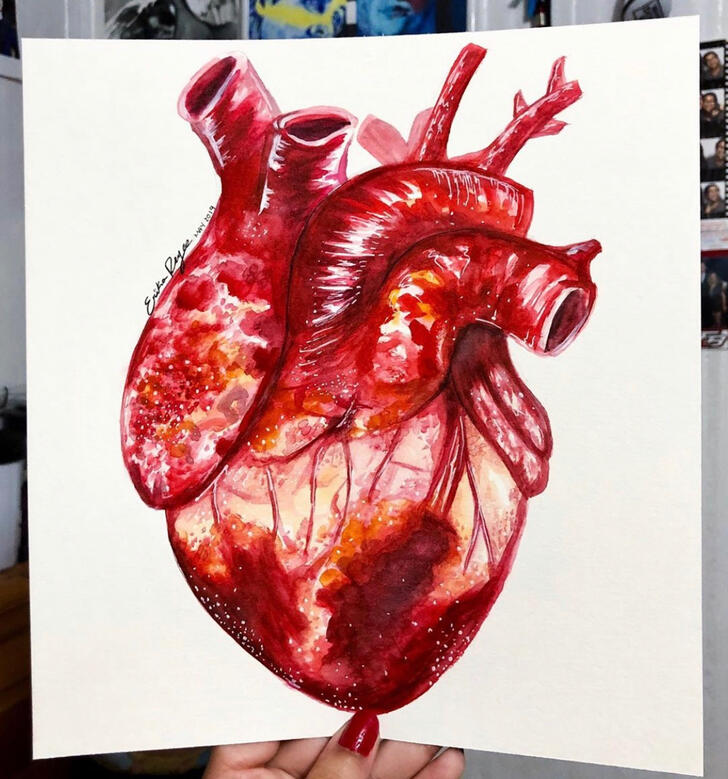 Anatomical Heart